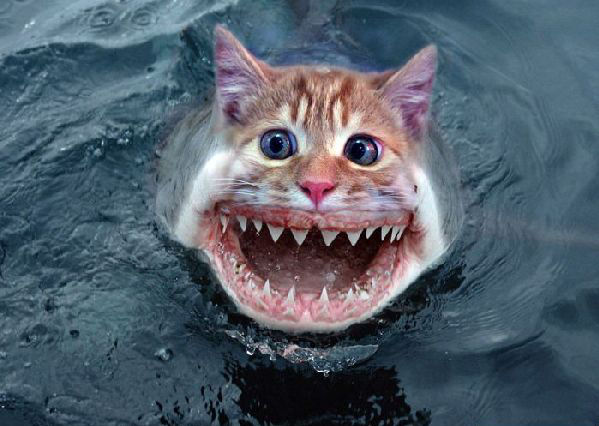 sea kitten.jpg